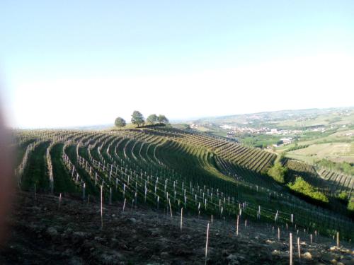 Domus Langhe B&B – Treiso, NY