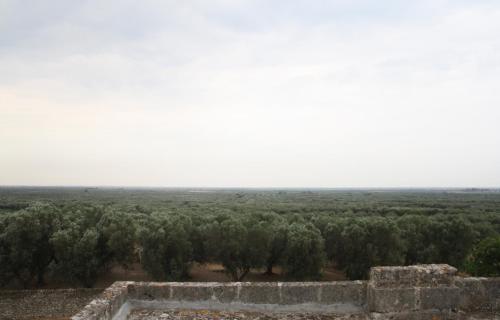 Antica Masseria Torre Mozza