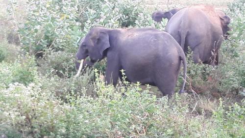 Nature Park Udawalawe