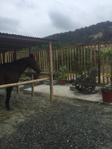 . Castillo Briceno