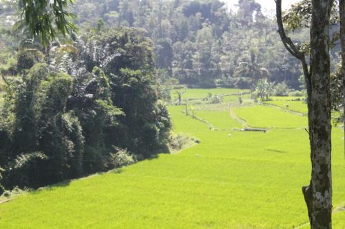 Cianjur Roof Terrace Homestay