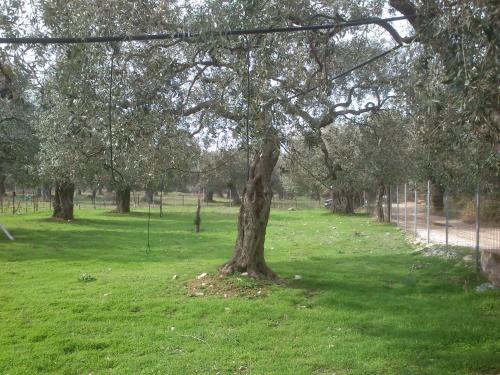 Elea Stone Houses in organic quiet olive grove, Prinos, Thassos