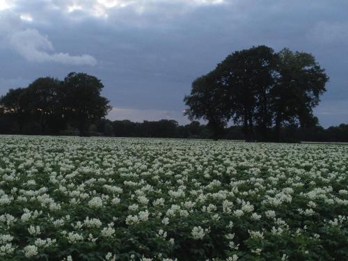 Otoczenie, 't Hoeske in Exloo