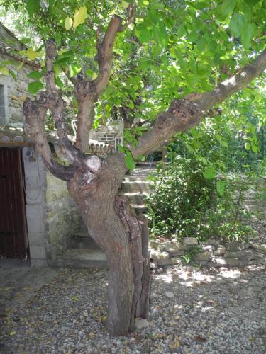 le vieux mas du domaine de Pontet-Fronzele