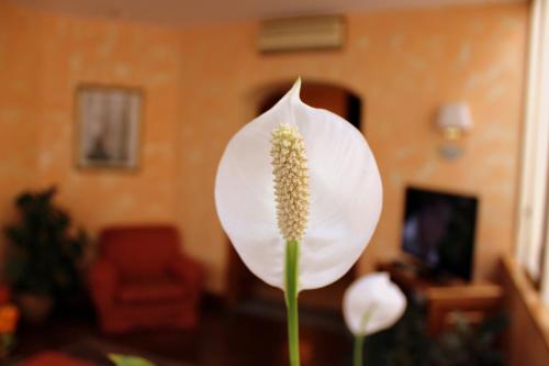 Hotel Beatrice, Firenze (foto 8)