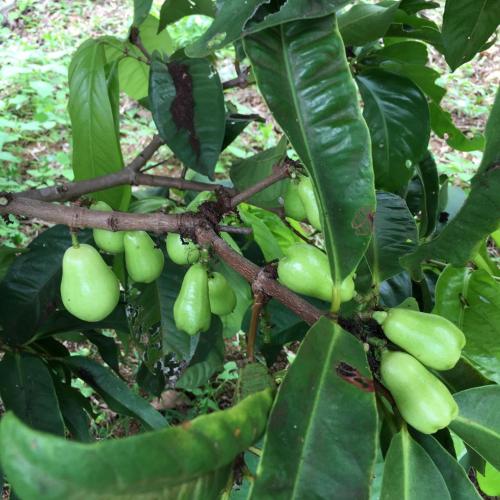 Coffee Garden BnB - image 10