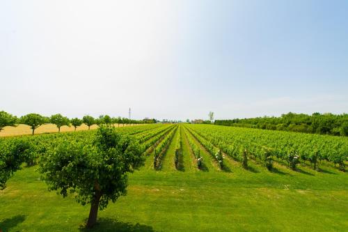 Agriturismo Albafiorita - image 7
