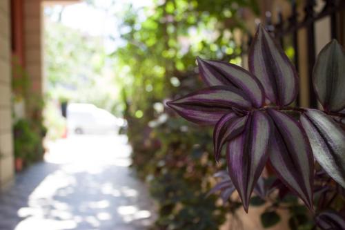 Violeta 7 Guest House - image 7