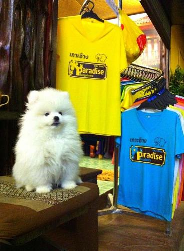 天堂平房酒店 天堂平房酒店