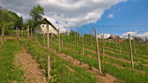 Vineyard Cottage Lustek