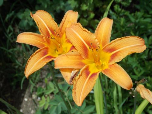 Apartment Matogi - Mokra Gora