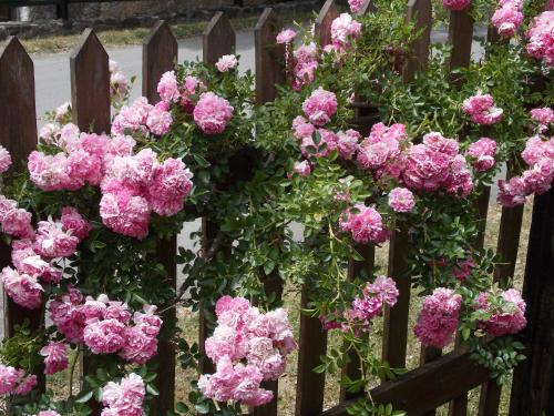 Apartment Matogi - Mokra Gora