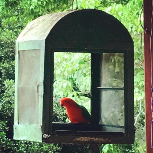 Birdsong Bellingen Farm