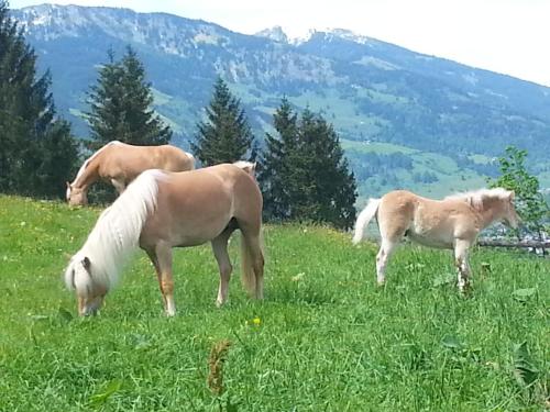 Schmalzgrubengut in Gamskarkogel