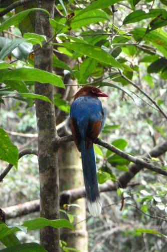 A Hotelcom Nimals Homestay Inn Hikkaduwa Sri Lanka - 