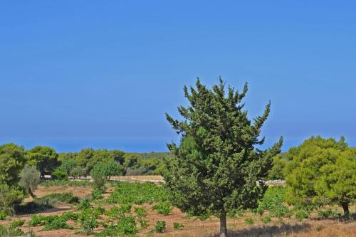 Pine tree Apartment & sunset by "elite" Pine tree Apartment & sunset by "elite"