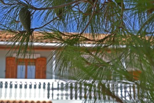 Pine tree Apartment & sunset by "elite" Pine tree Apartment & sunset by "elite"