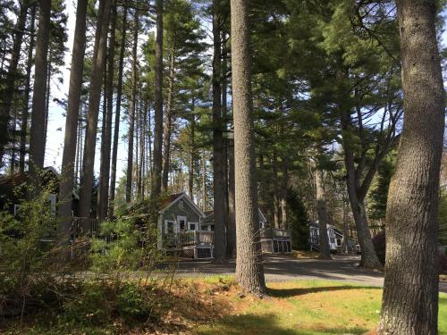 Pine Grove Cottages Lincolnville 