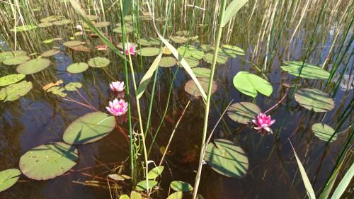 Angsliden in Charlottenberg