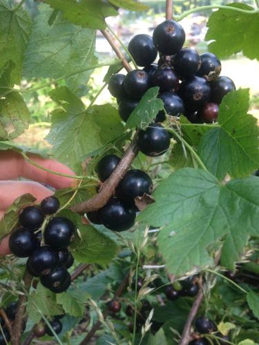Agritur Soreie - Azienda Agricola Biologica - image 2