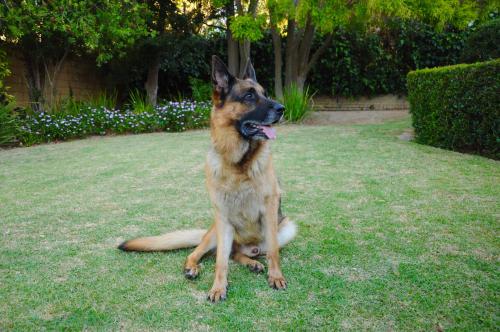 Edelweiss Bed & Breakfast in พาราดิสคลอฟ