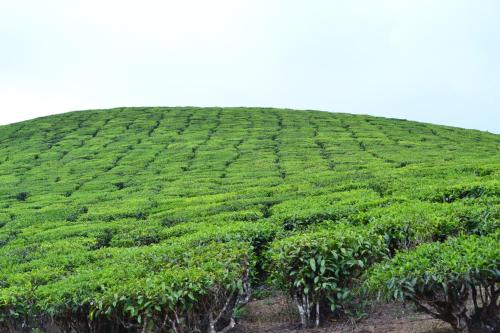 Arabian Nights Munnar