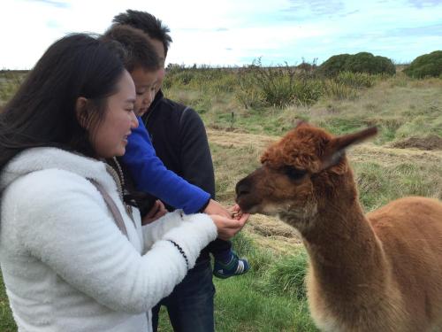 Driftwood Retreat and Alpaca Homestay图片