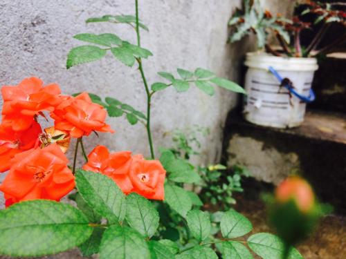 花園