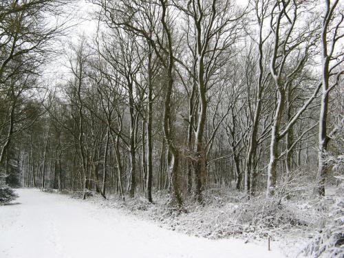 't Zwaluwennest in Exloo