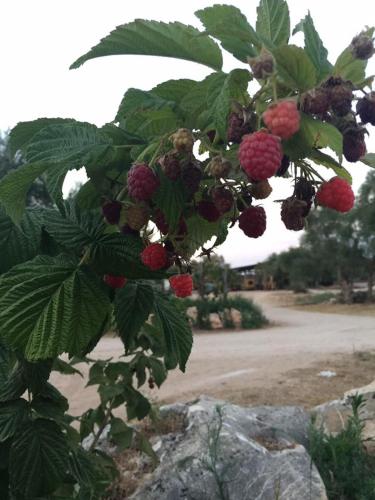 Agriturismo Armienti