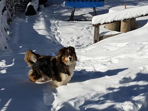 Berggasthof Pension Pfitscher