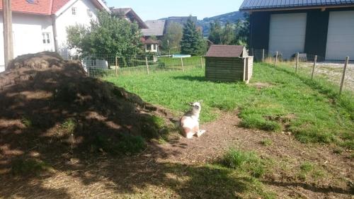 Ferienwohnungen Widlroither