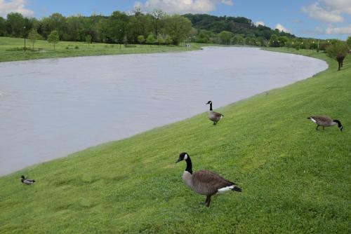 Vista, Econo Lodge Sevierville-Pigeon Forge on the River near Aeroporto de Gatlinburg-Pigeon Forge
