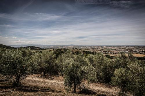 Il Poggio Delle Ginestre