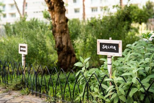 Occidental Aurelia - image 14