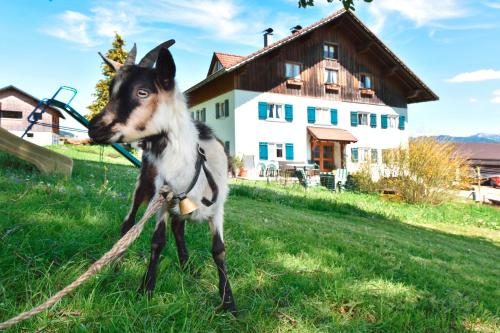Lindenhof in Sulzberg