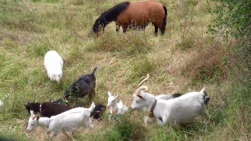 Poggio delle Capre in San Miniato