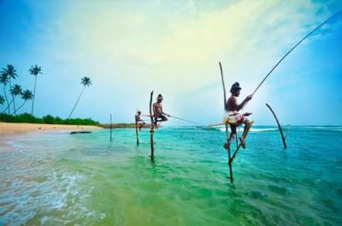 Haus Am Meer Wilde Ananas In Sri Lanka