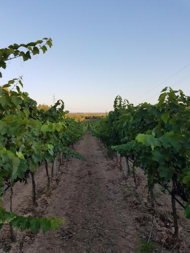 Antica Masseria Torre Mozza