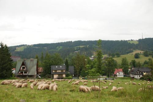 Domek Na Wierchu i Apartament na Wierchu, Zakopane (fotografie 4)