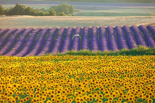 Les Jardins de Baracane - image 13