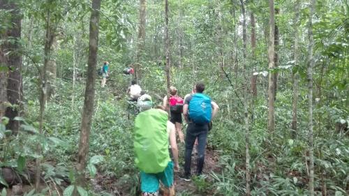 Tree Trails Homestay & Offers Jungle Trekk-Scooter For Rental