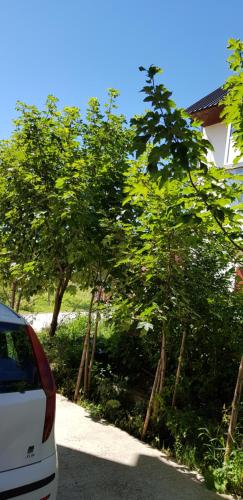 Apartments Popović - image 14