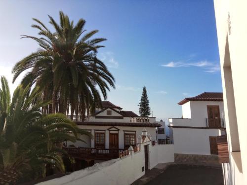 Phoenix Canariensis