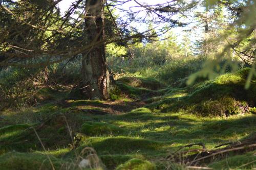 Ferienwohnung Pusteblume