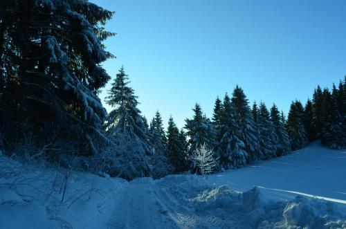 Ferienwohnung Pusteblume