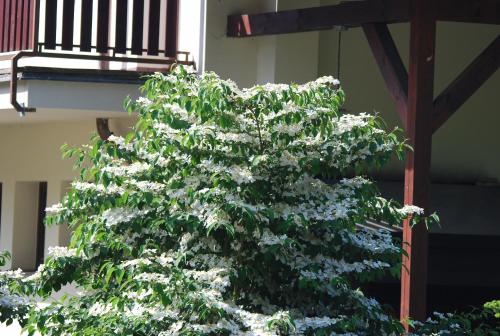 Ivanek guest house - image 11