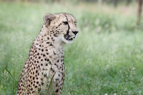Emdoneni Lodge with Cheetah Project & Spa