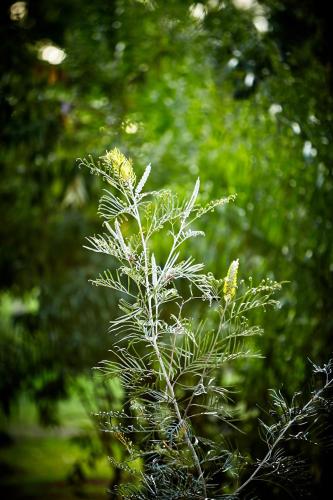 Birdsong Bellingen Farm