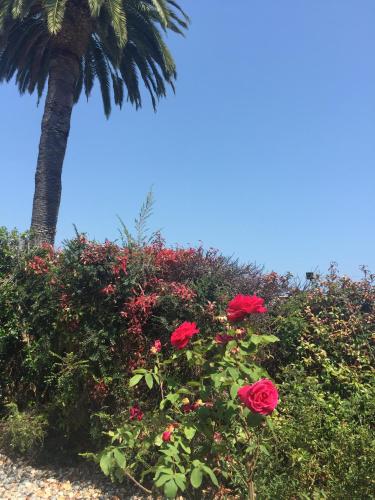 Hitching Post Studios Inn, Santa Cruz (zdjęcie 11)